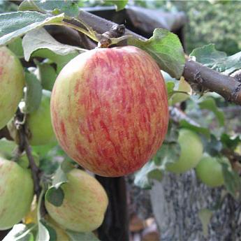 Яблоня Летнее полосатое Саженец 2 года Высота саженца   100-120см