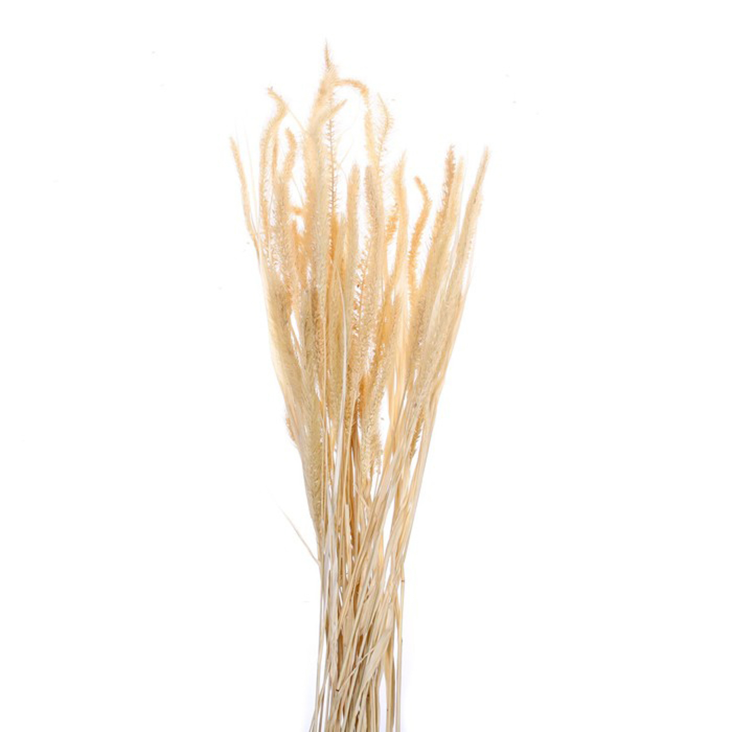 Сухоцвет Щетинник , белый, 30 -  50 г в упаковке   7749566