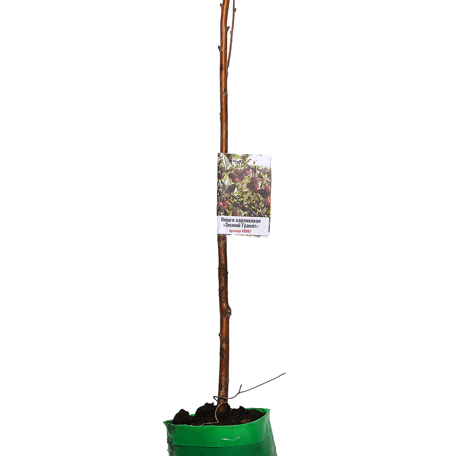 Вишня карликовая Зимний Гранат