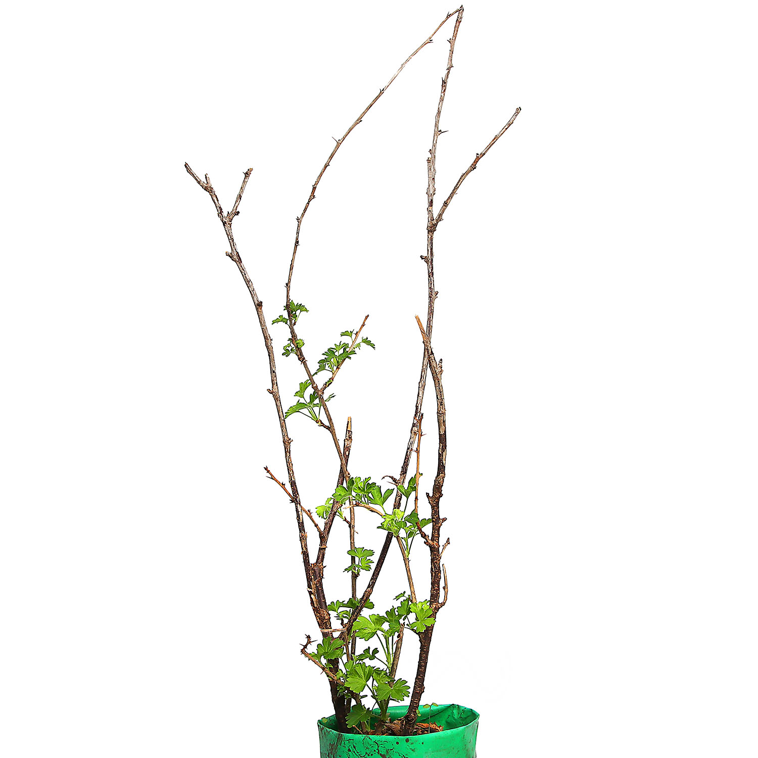 Крыжовник Финик