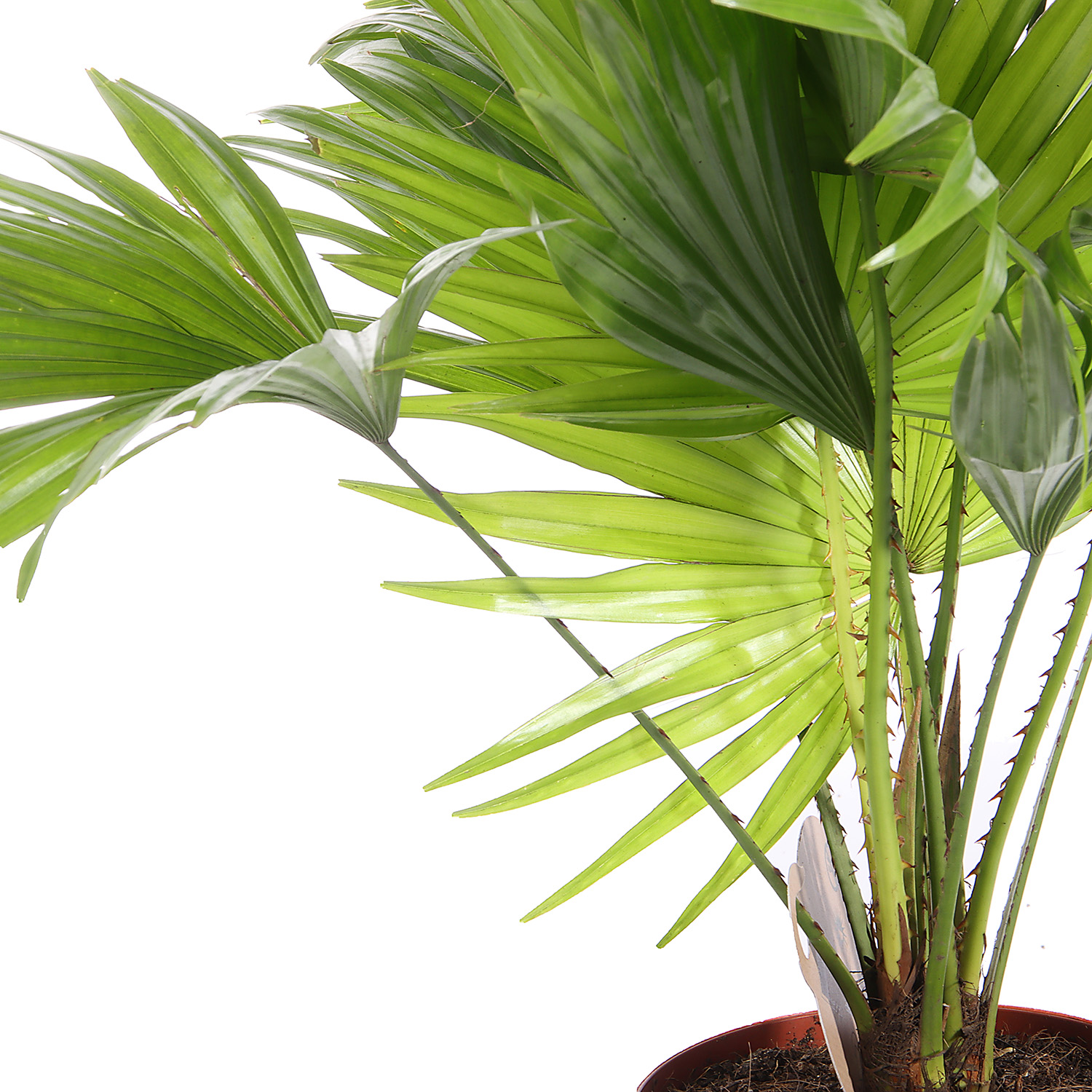 Ливистона Ротундифолия D14 H30-40 *1/8