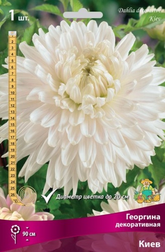 Георгина декоративная Киев IК Георгина декоративная Киев IК