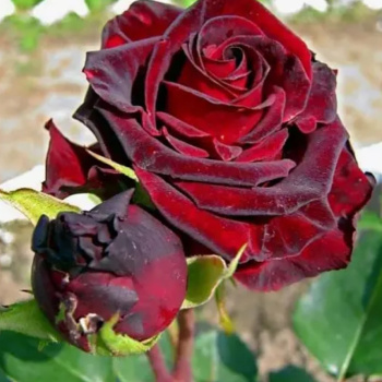 Роза чайногибридная Фиджо Негро