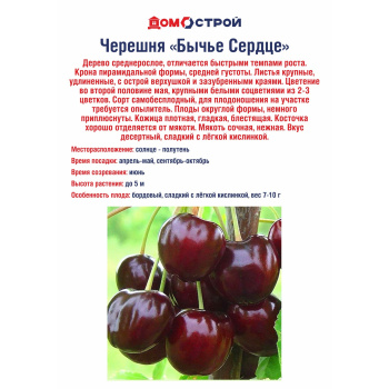 Черешня Бычье Сердце