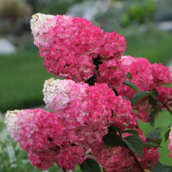 Гортензия метельчатая Строберри Блоссом