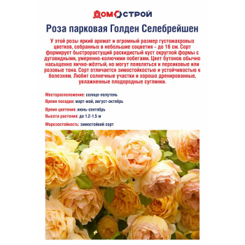 Роза парковая Голден Селебрейшен