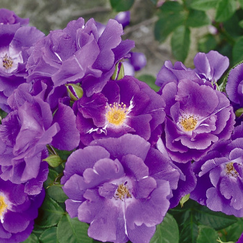 Роза парковая Рапсоди ин Блю