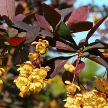 Барбарис оттавский Суперба