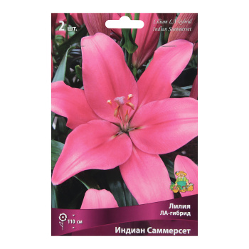 Лилия ЛА-Гибрид Индиан Саммерсет 14-16/2шт