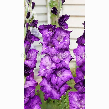 Гладиолус Грейпвайн 12-14/К 5шт