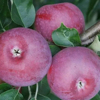 Яблоня Лобо