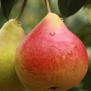 Груша Краснобокая
