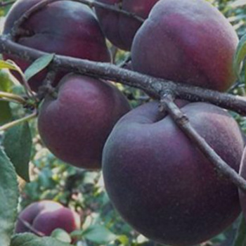 Абрикос Черный бархат