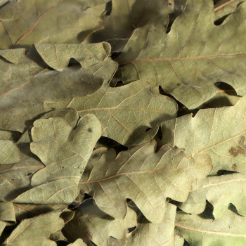 Веник дубовый в уп. "Банные штучки" /25