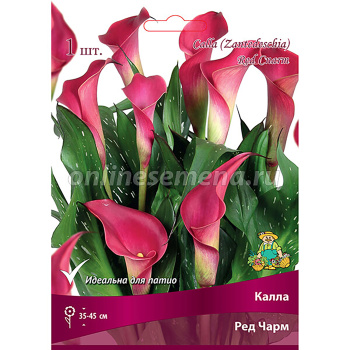Калла Ред Чарм /К 1шт