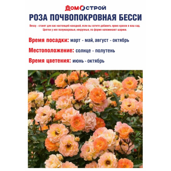 Роза почвопокровная Бесси