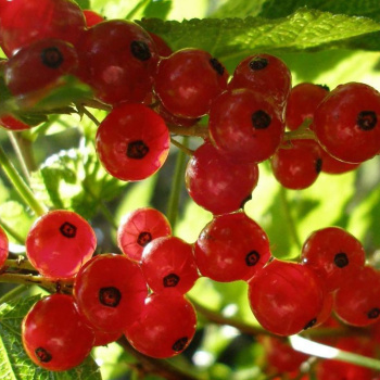 Смородина красная Натали